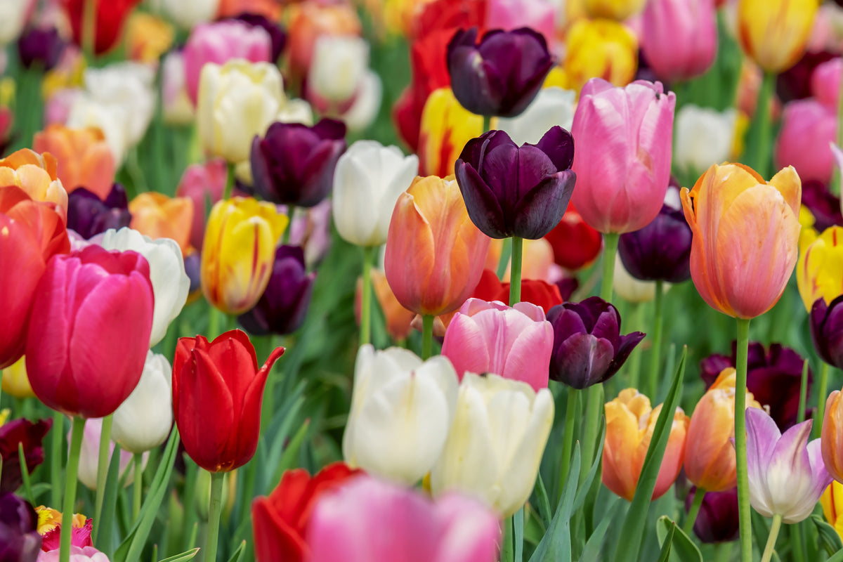 framedcanvas-print-the-colors-of-the-tulips