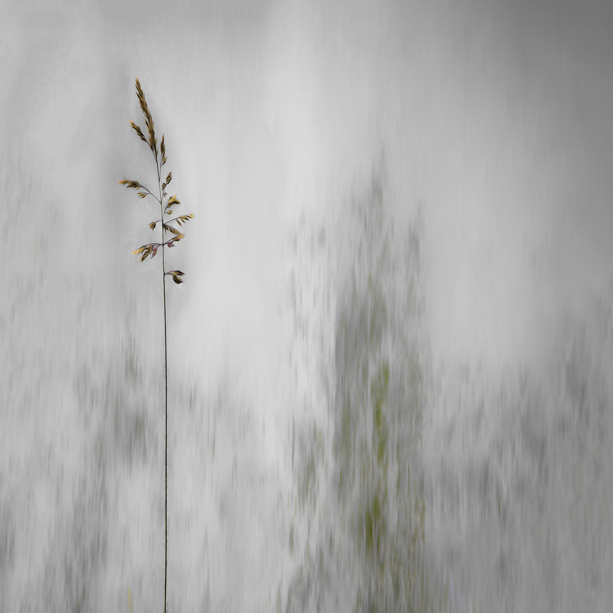 4-piece-canvas-print-blade-of-grass