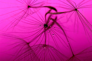 3-piece-aluminium-print-dandelion-in-pink