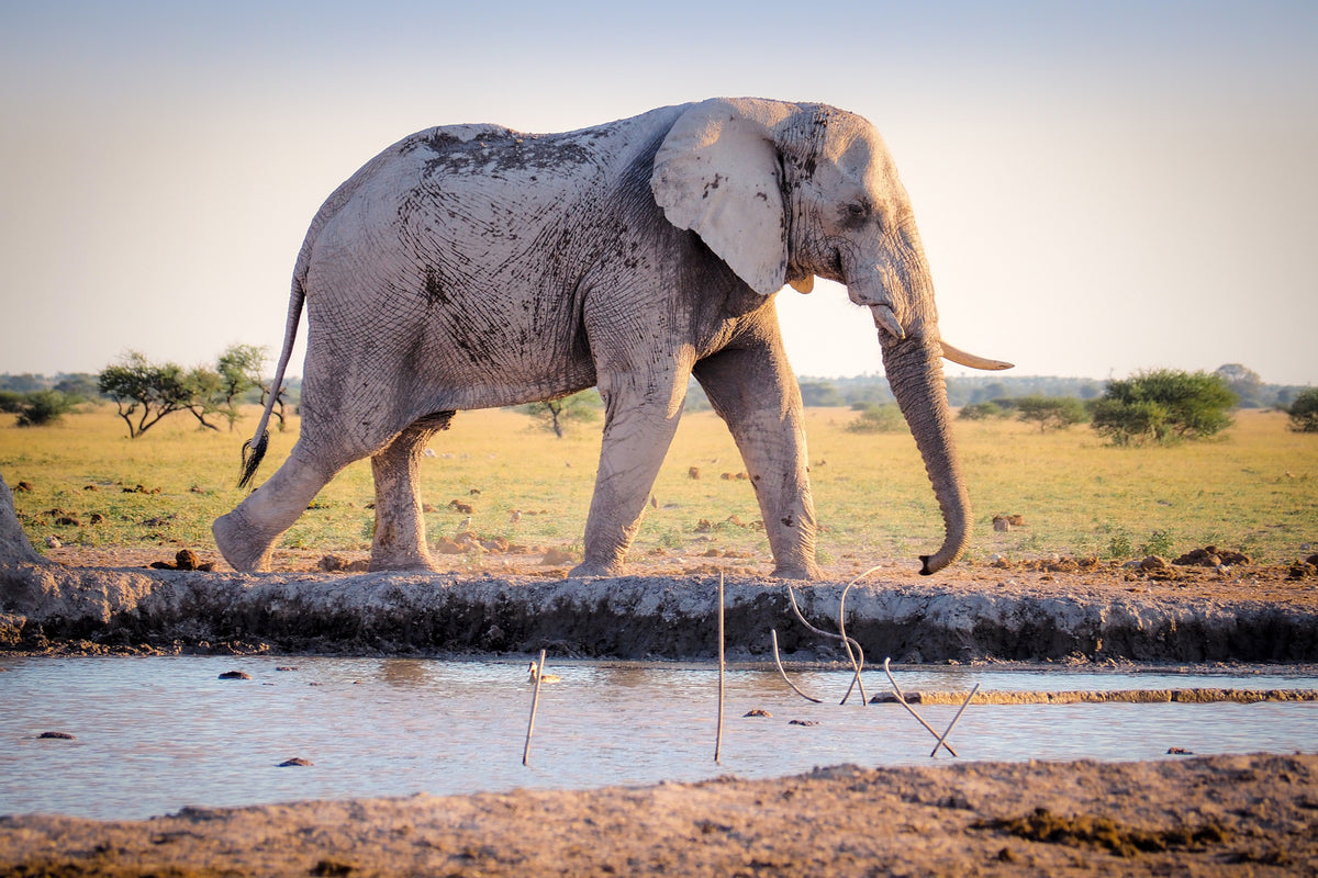 aluminium-print-elephant-in-the-nature
