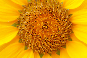 modern-3-piece-canvas-print-beautiful-buds-of-the-sunflower