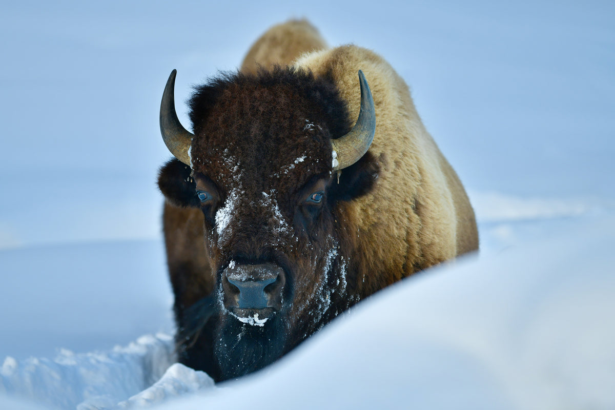 framedcanvas-print-winter-bison