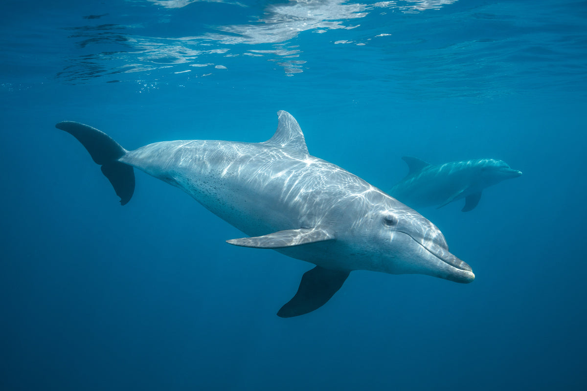 framedposter-print-curious-dolphin