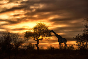 canvas-print-african-dreams