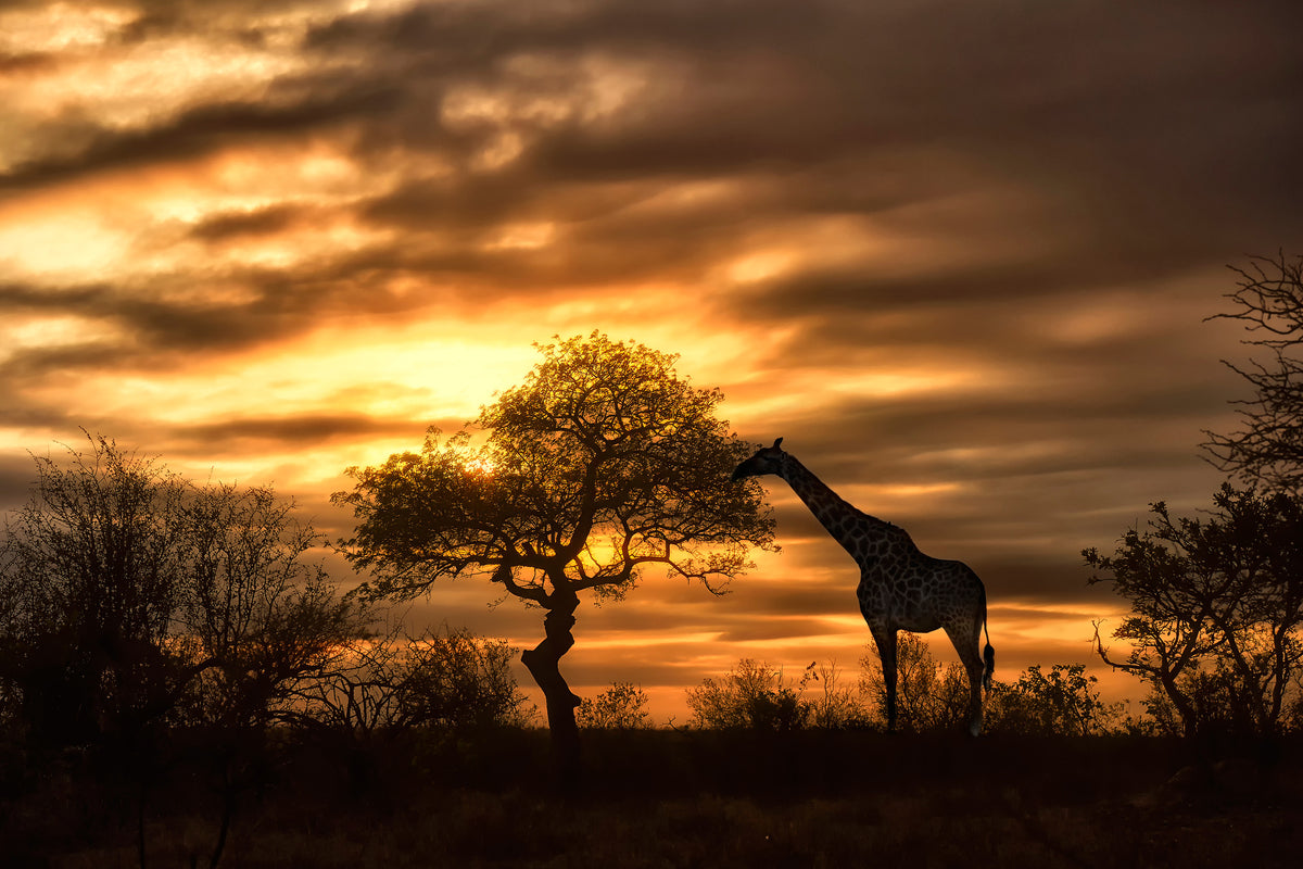 canvas-print-african-dreams