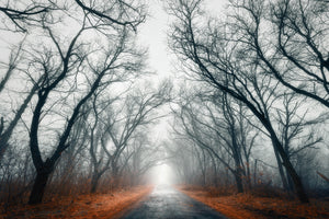 poster-print-mysterious-mood-in-the-forest