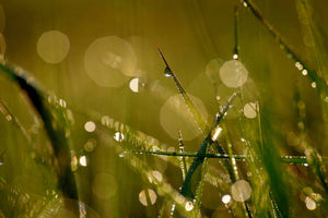 3-piece-canvas-print-dew-in-the-morning