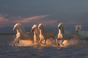 framedposter-print-camargue-horses-on-sunset-xve