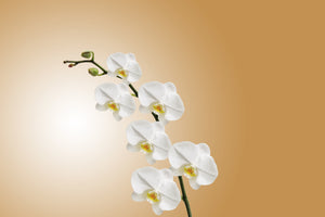 modern-3-piece-aluminium-print-white-orchids-xl