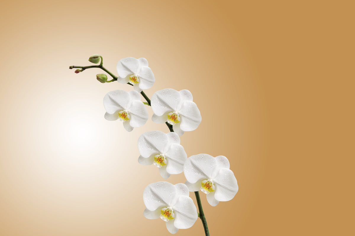 modern-3-piece-aluminium-print-white-orchids-xl