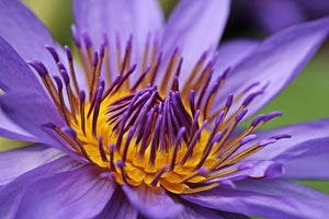 framedcanvas-print-xxl-water-lily-in-purple