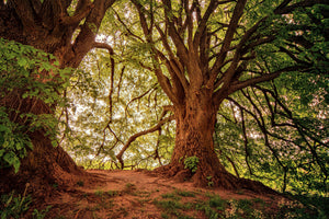 canvas-print-in-the-dense-forest