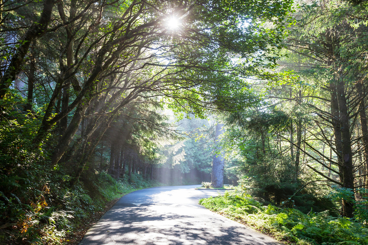 canvas-print-sunny-forest-path