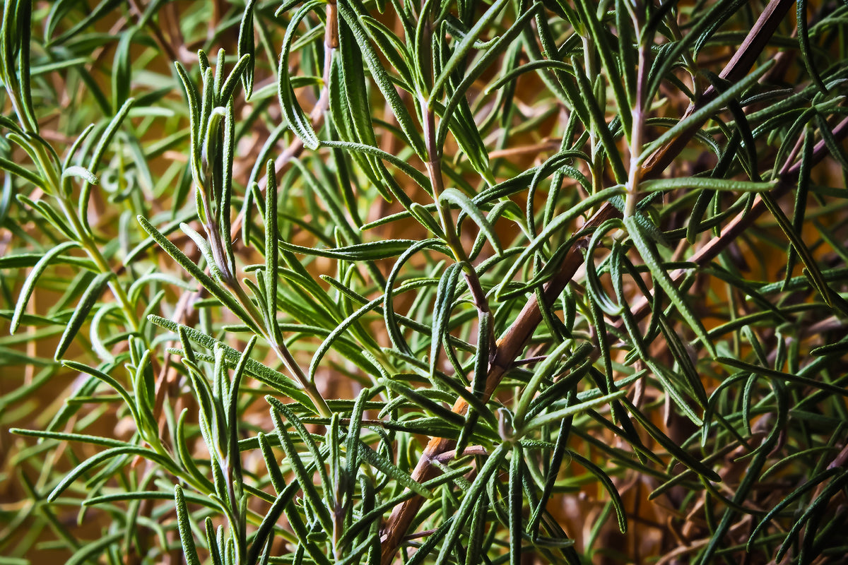 aluminium-print-rosemary-xxl