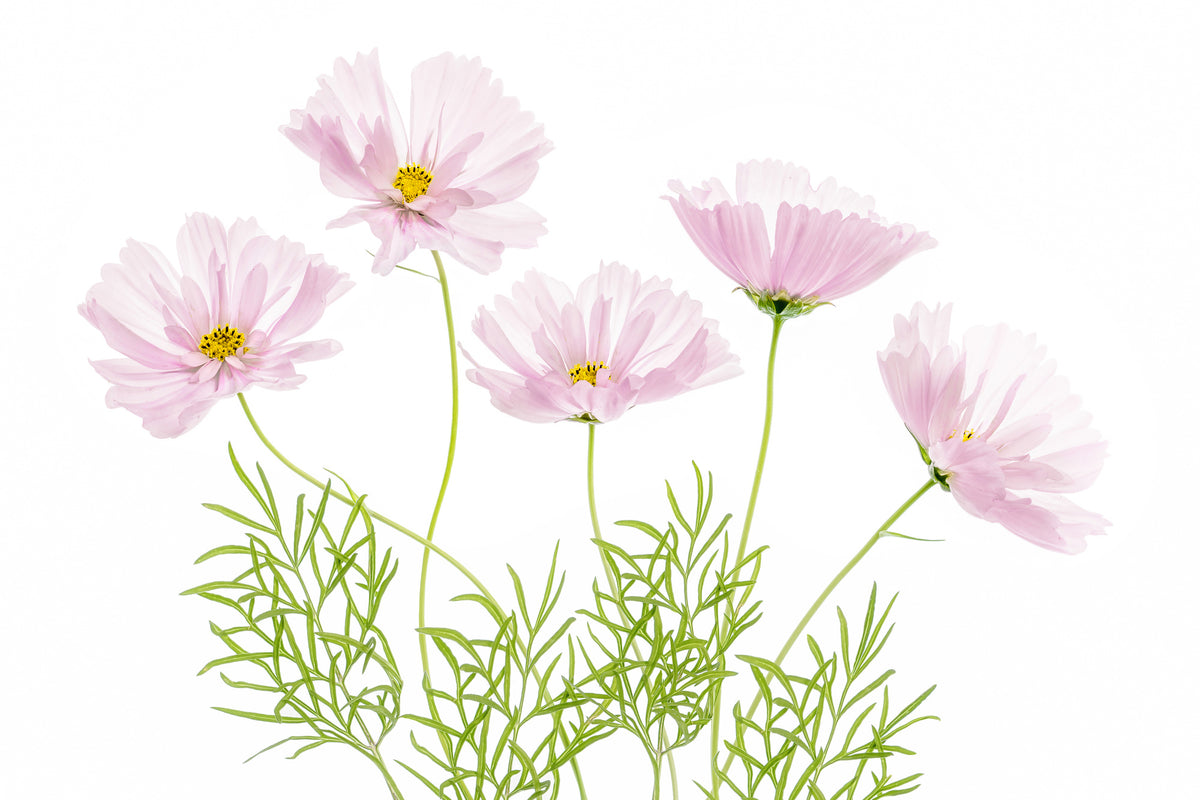 acrylic-print-cosmos-cupcake