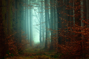 framedposter-print-mood-in-the-forest