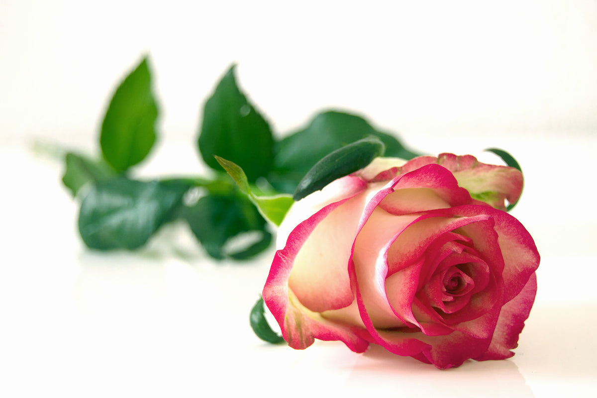 modern-3-piece-canvas-print-the-proud-rose