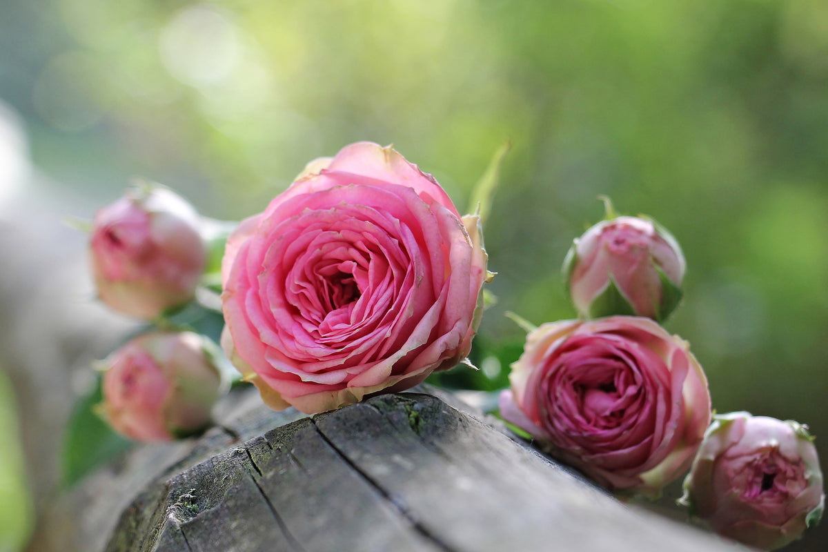 modern-3-piece-aluminium-print-bush-roses