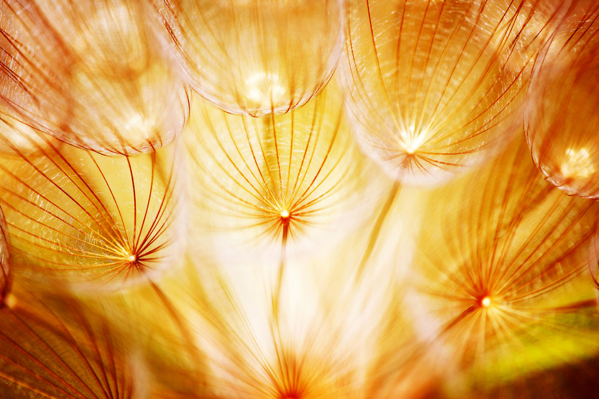 modern-3-piece-aluminium-print-close-up-dandelion-in-light