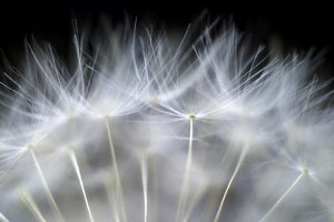 acrylic-print-blow-it-x