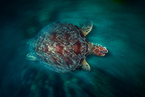 aluminium-print-valocity-turtle