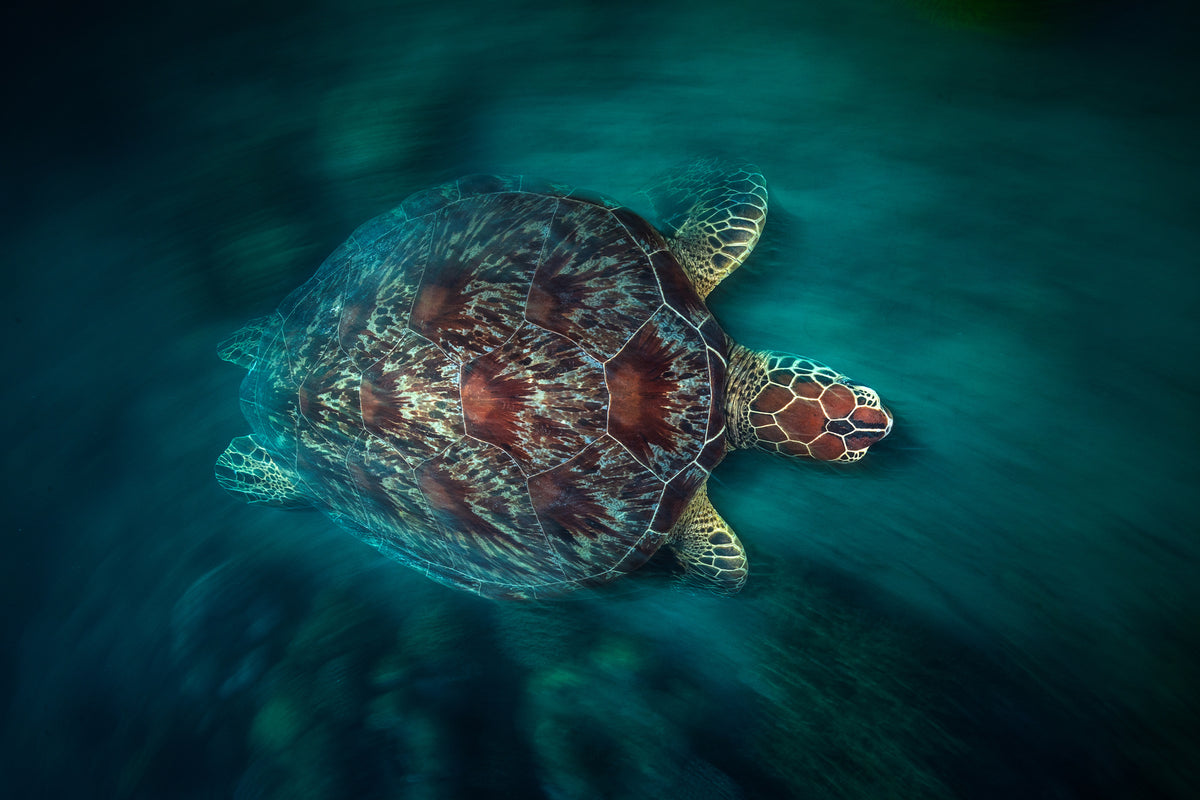 aluminium-print-valocity-turtle