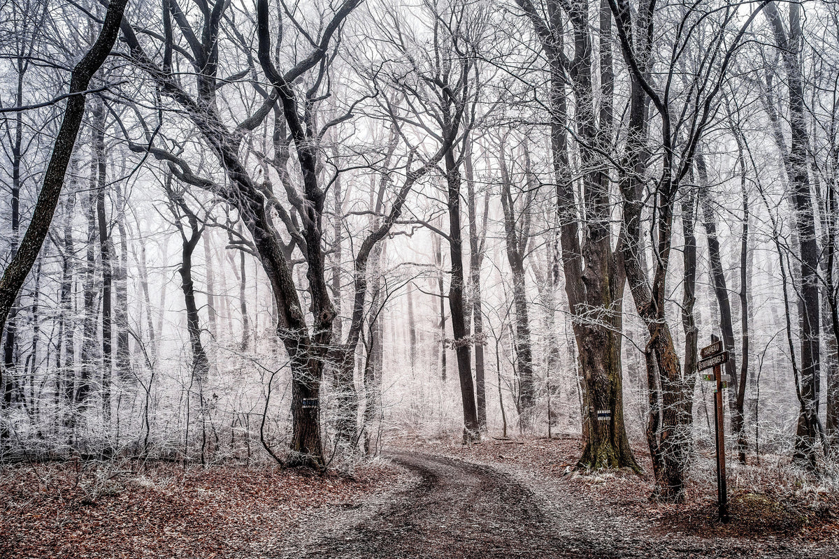 acrylic-print-wintry-forest