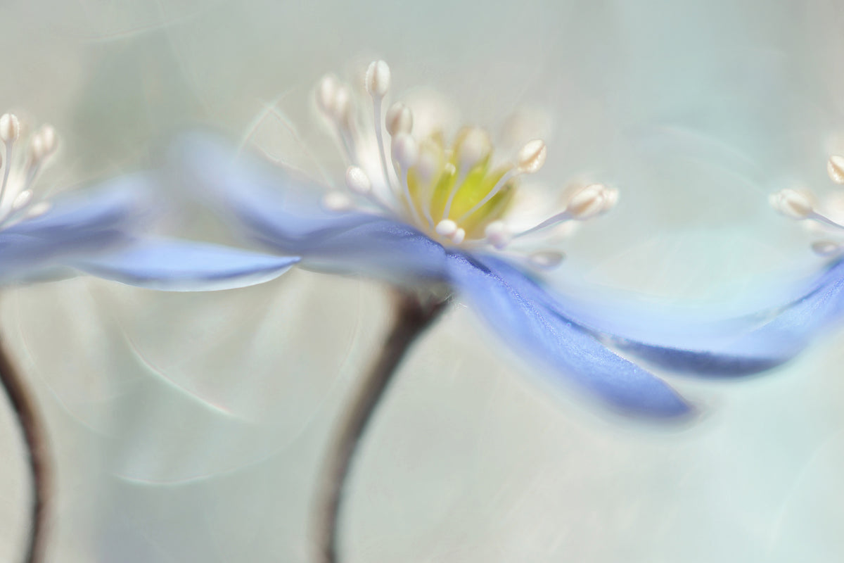 3-piece-aluminium-print-dancing-anemones