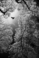 poster-print-flight-x