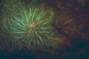 acrylic-print-pine-tree-close-up