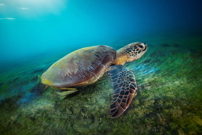poster-print-green-turtle
