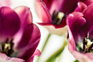 3-piece-canvas-print-tulip-iv