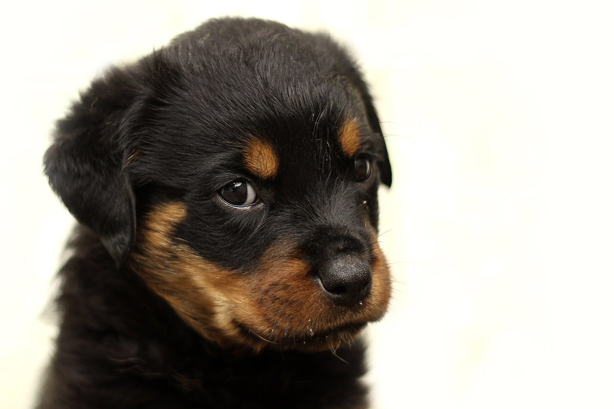 3-piece-aluminium-print-rottweiler-puppy-to-fall-in-love