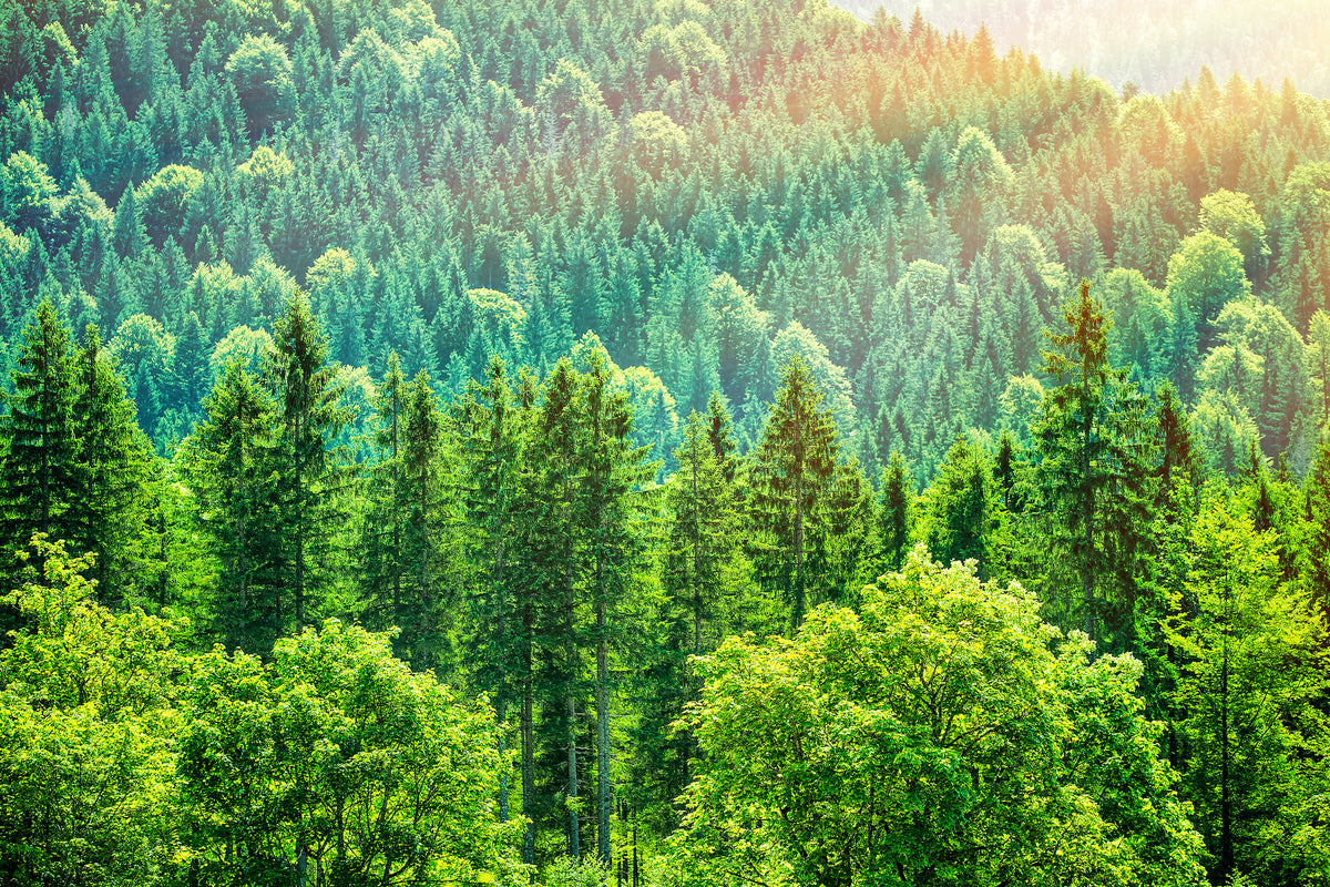framedcanvas-print-the-forest-hill