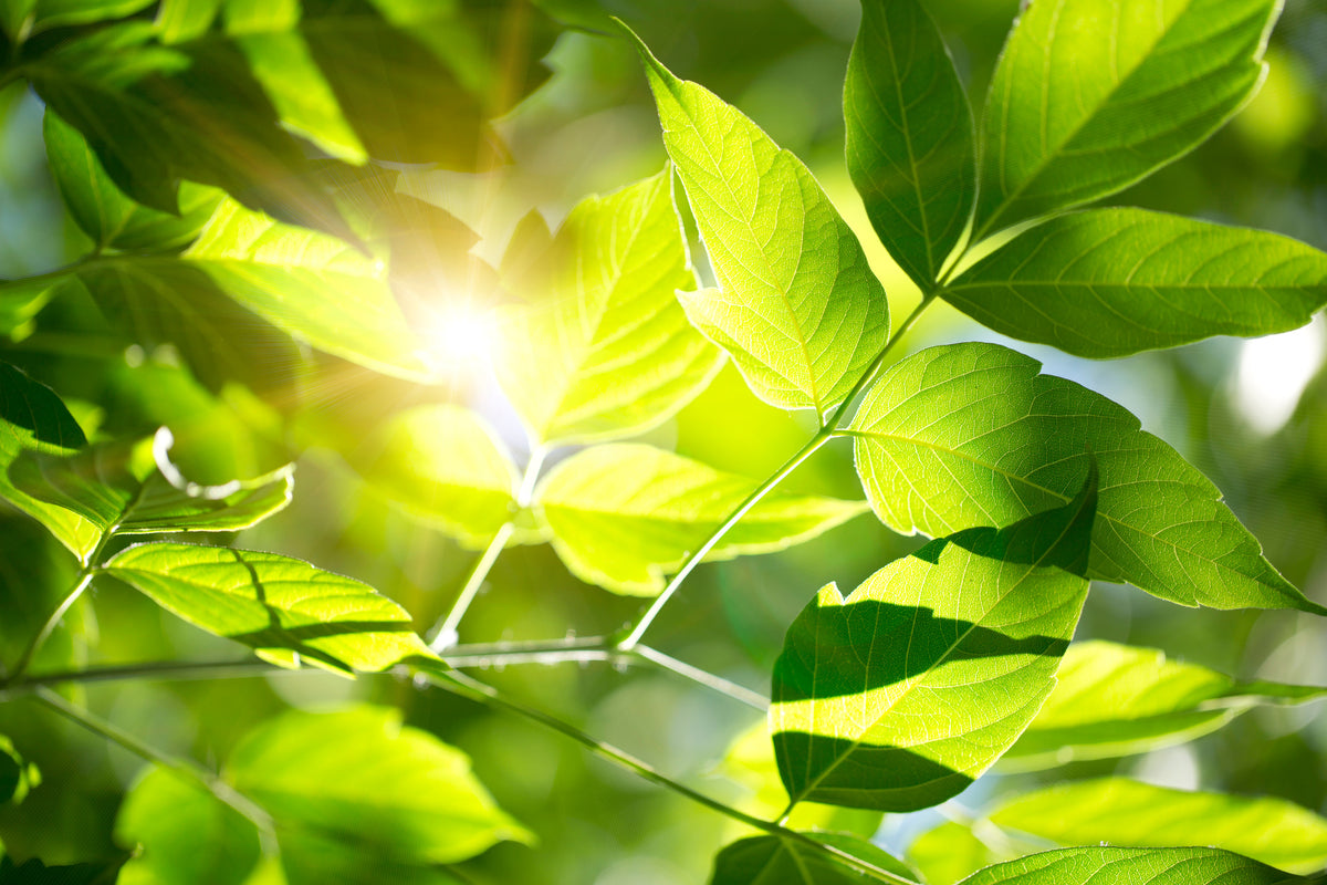 acrylic-print-go-green