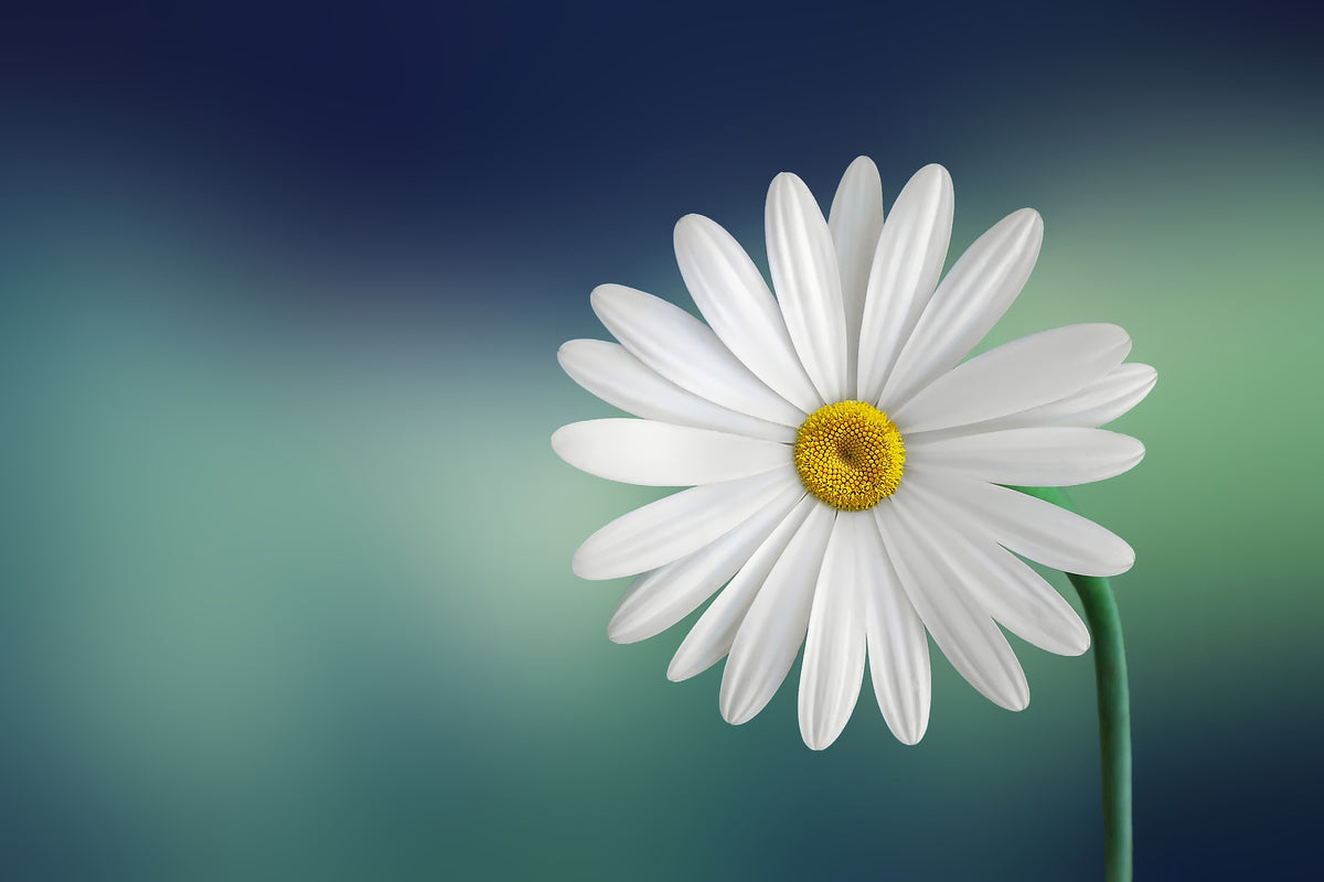 3-piece-aluminium-print-flower