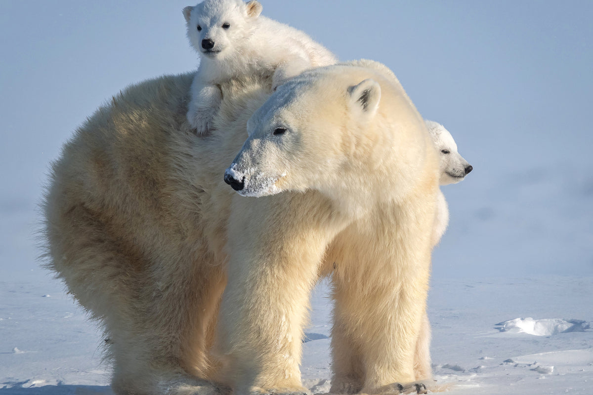 framedposter-print-mischievous-little-polar-bear-x