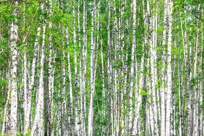 poster-print-the-birch-forest