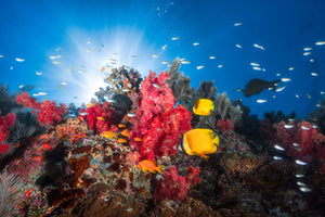 aluminium-print-reef-life