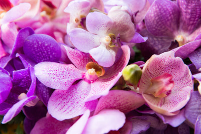 poster-print-orchid-paradise