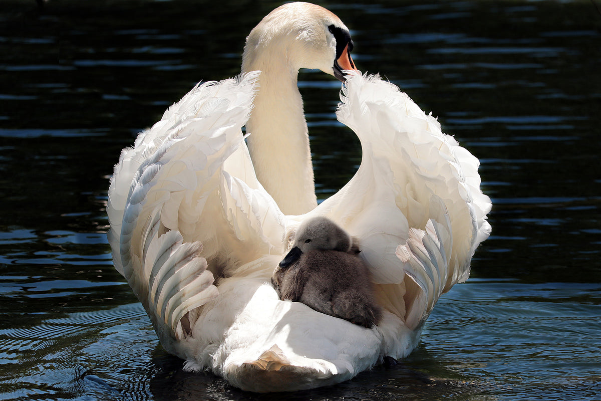 framedcanvas-print-mom-and-baby-swan