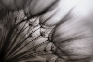 framedposter-print-dandelion-p