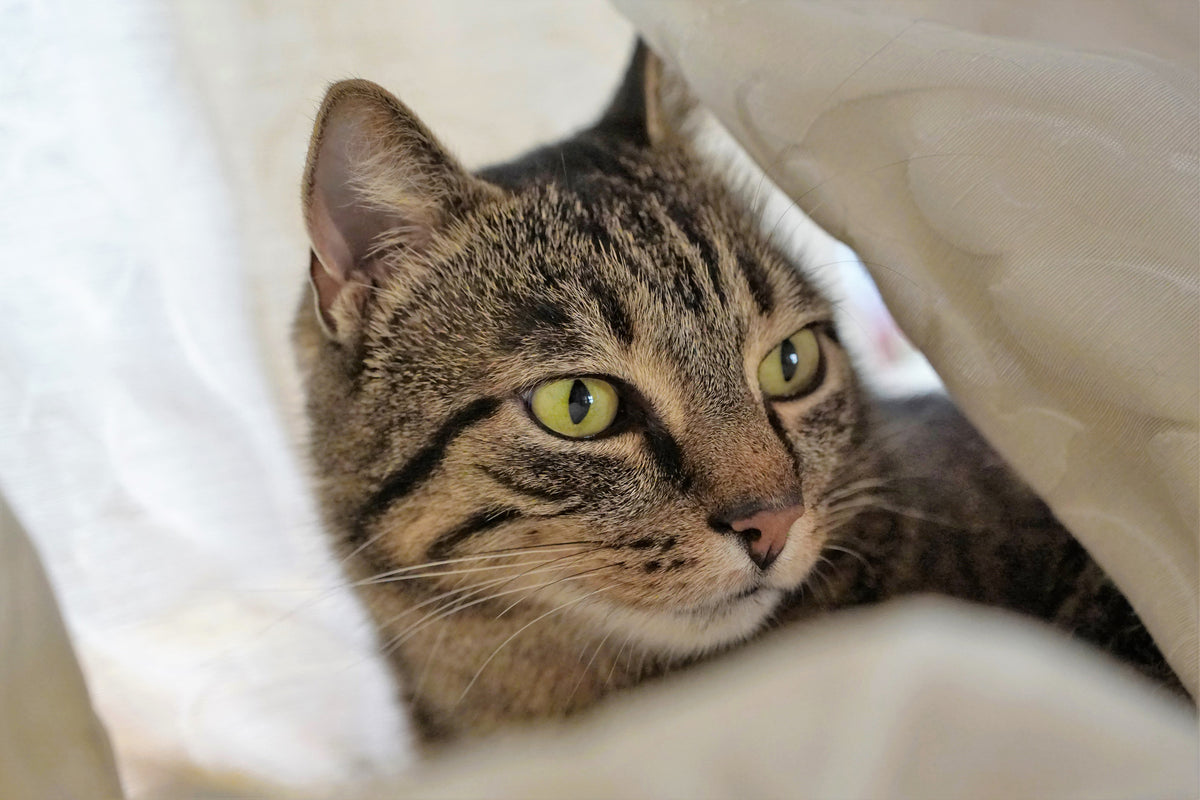 poster-print-favorite-cat