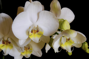 acrylic-print-white-orchids-in-bloom