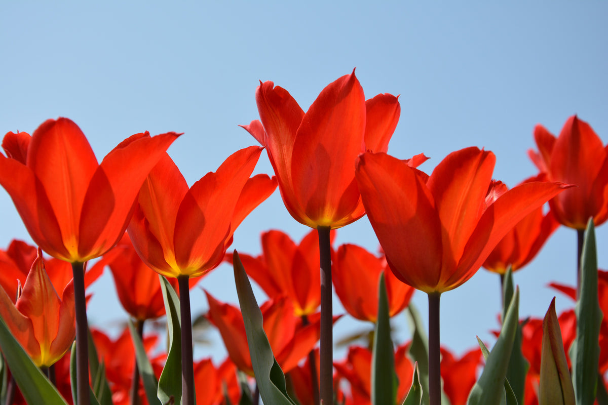 modern-3-piece-canvas-print-red-tulips-xl