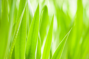 3-piece-aluminium-print-grass-xxl
