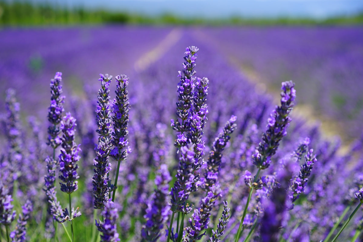 framedposter-print-the-lavender-flowers