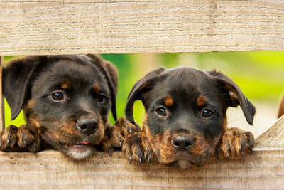 poster-print-2-rottweiler-puppies
