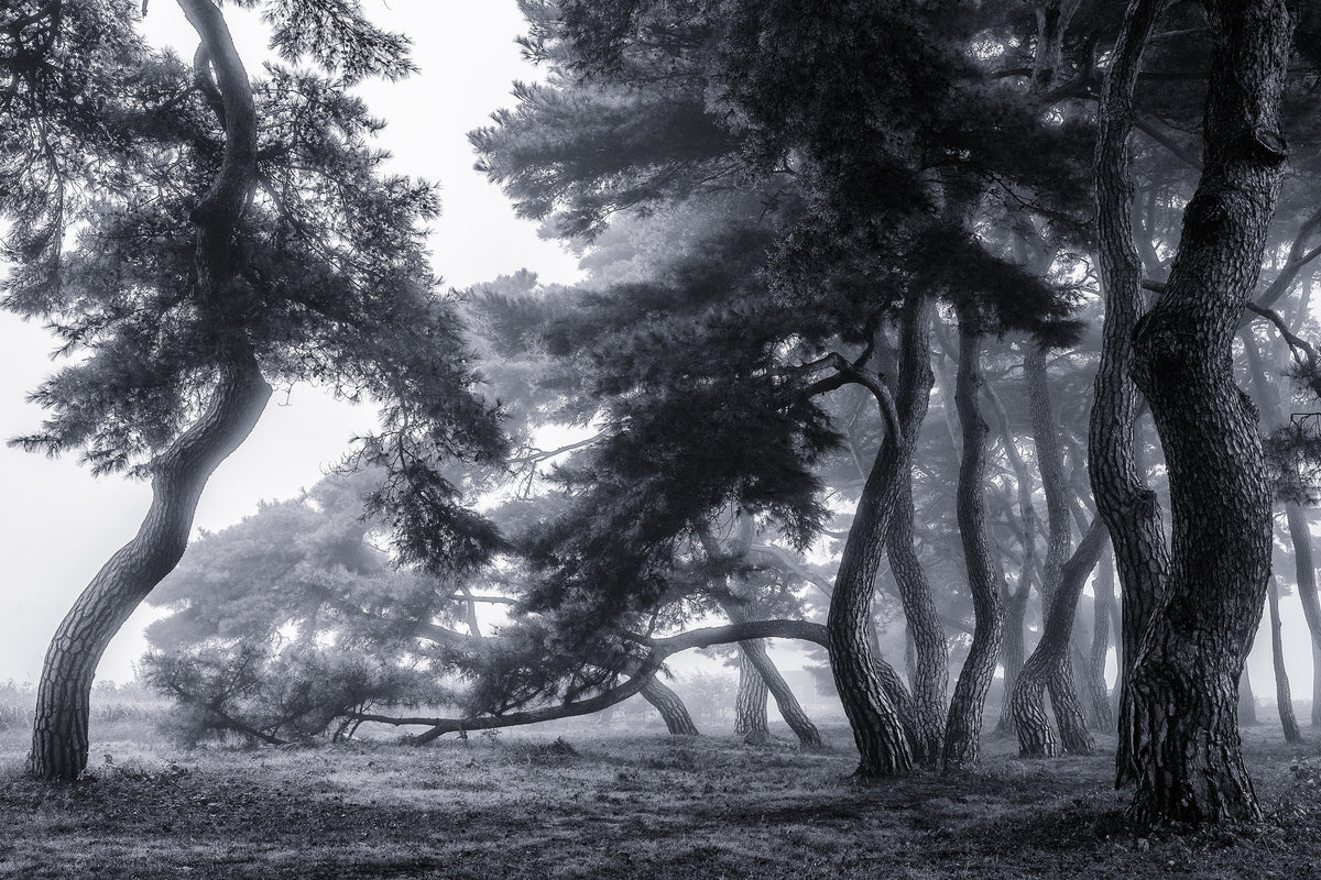 framedcanvas-print-pine-trees-dancing-in-the-fog-x