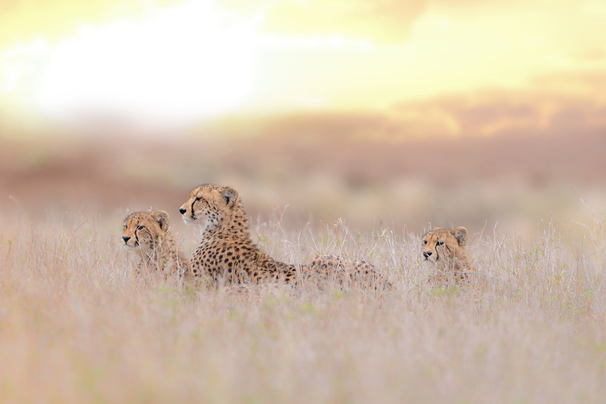 acrylic-print-cheetah-family-x
